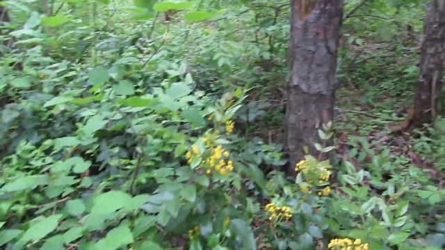 Магония падуболистная (Mahonia aquifolium) смотреть онлайн