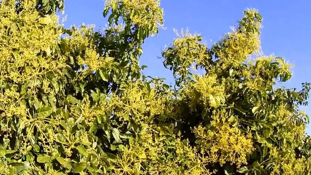 "авокадо цветение" смотреть онлайн