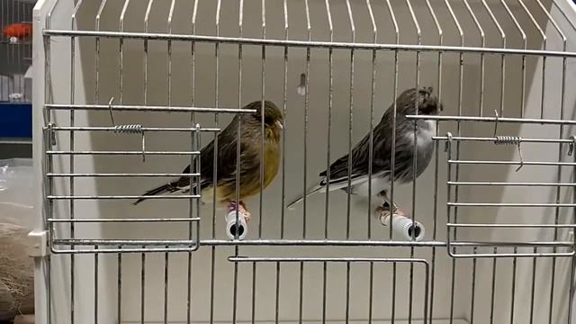 Пара глостеров смотреть онлайн