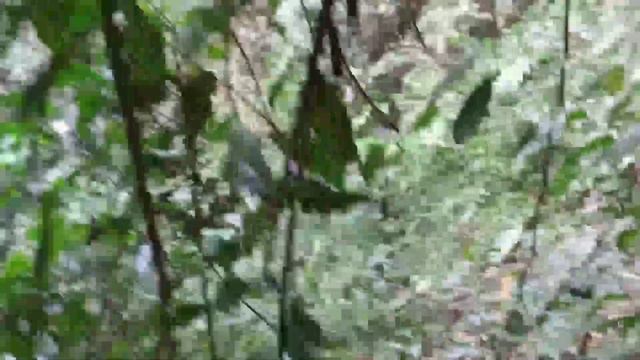 Adventure in the forest daming (alocasia at begonia) смотреть онлайн