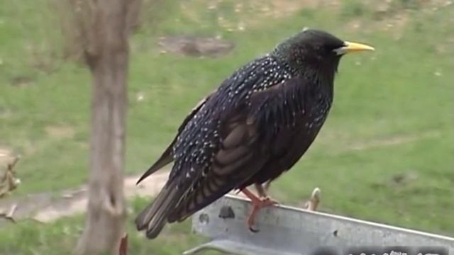Скворец певчий - подготовка гнезда. смотреть онлайн