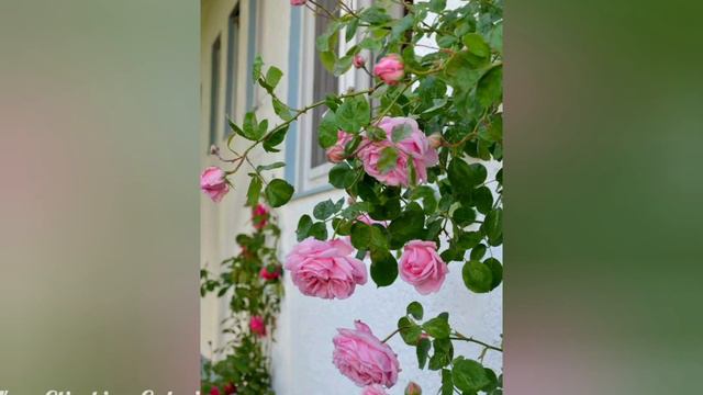 #3. ROSEN IN MEINEM GARTEN смотреть онлайн