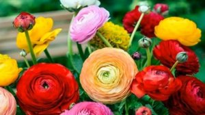 Ранункулюс цветы — выращивание в домашних условиях