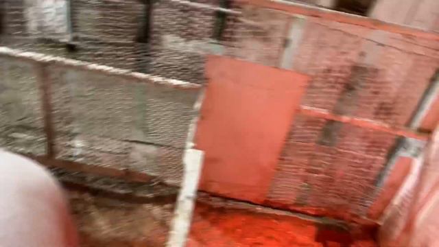 Поросятам ровно 7 дней ) пьетрен-терминал … смотреть онлайн