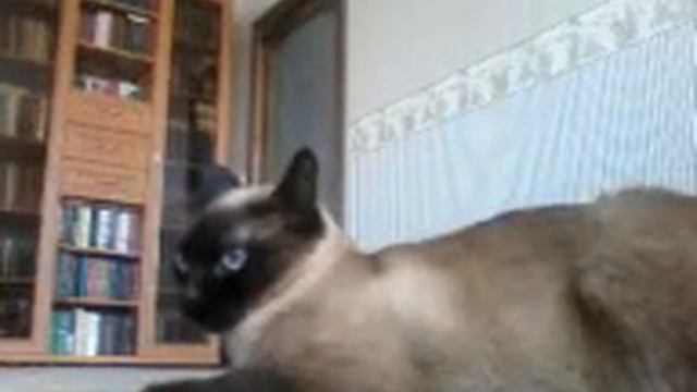 Кот...Вперёд! смотреть онлайн