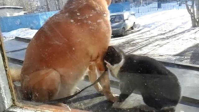 Кошка пристает к собаке смотреть онлайн