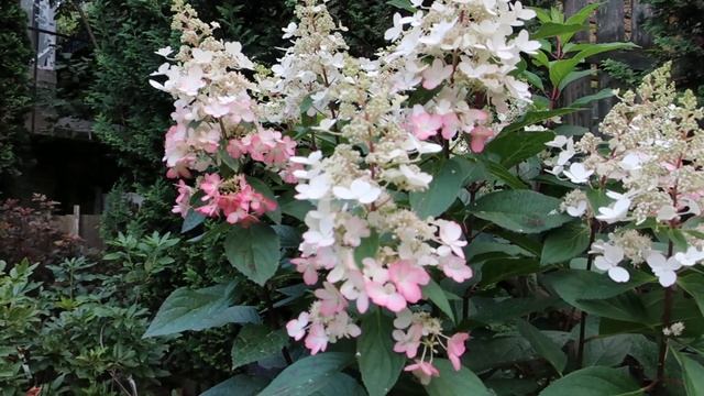 ГОРТЕНЗИЯ МЕТЕЛЬЧАТАЯ CANDLELIGHT смотреть онлайн