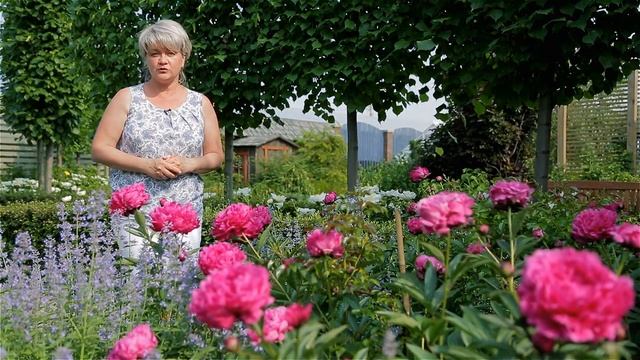 Сад с нуля. Пионы в саду.