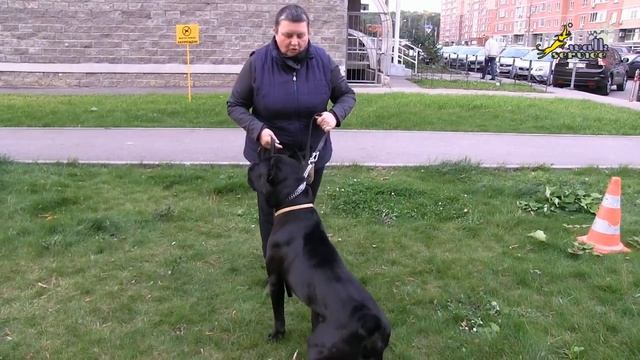 Пусть говорят - как стать героем передачи, дрессировка собак смотреть онлайн