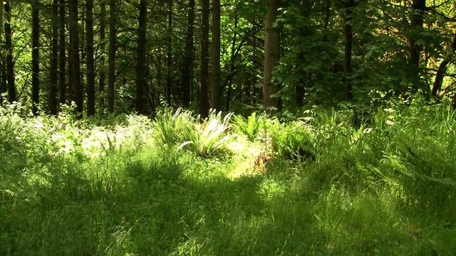 Mixed Forest; USA. Смешанный лес; США (623sp) смотреть онлайн
