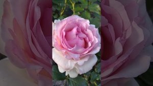 Цветение розы Стефания Баронин цу Гуттенберг.