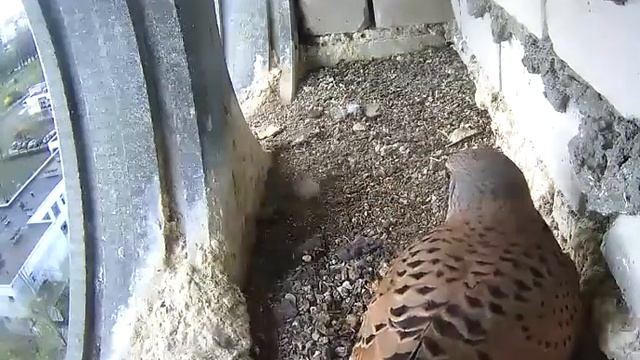 Самец насиживает 4 яйца - 14 апреля 2020