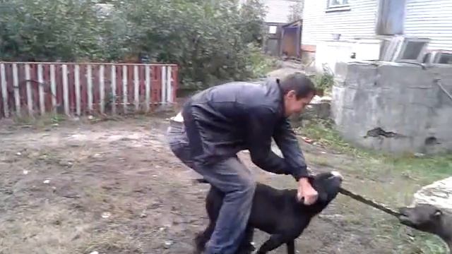 Питбуль кошка смотреть онлайн