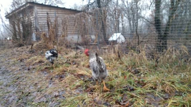 Хорошо иметь домик? в деревне! смотреть онлайн