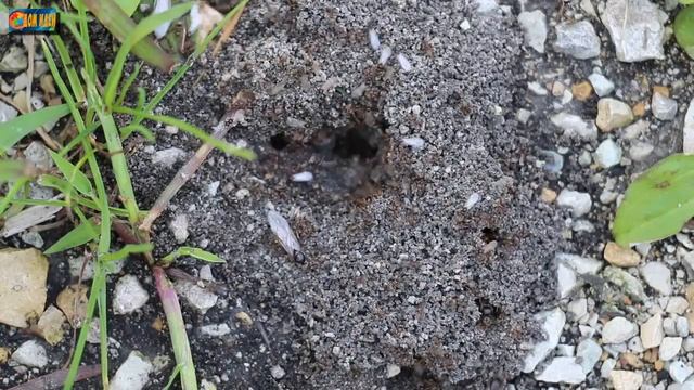 Игры на ПК и Консолях