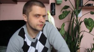 Попугаи Корелла  Как отличить самца от самки и чем кормить СОВЕТЫ