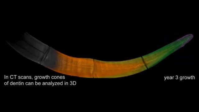 3-D scans reveal mammoth tusk growth смотреть онлайн