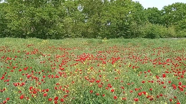 Поле цветов дарю вам. смотреть онлайн
