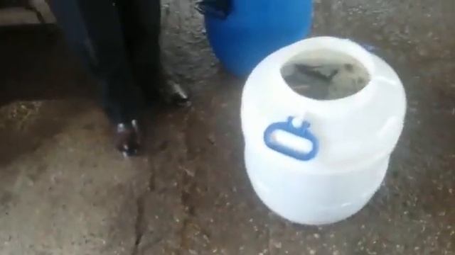 Закупка малька карпа для дачного пруда смотреть онлайн