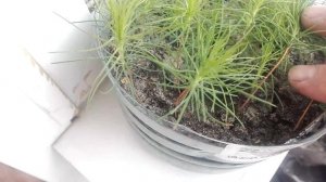 Сосна обыкновенная.От семени до посадки сеянца.Как вырастить много сосен самому.