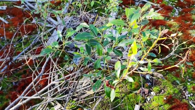 VID 20220719 203650 День окраина 1979 (Г. Айги)...Павел Васильев Лахтинский смотреть онлайн