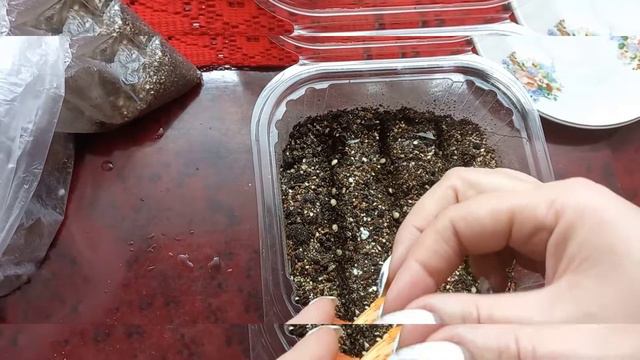 14.02.2022 посеяла сладкий перец(луна растущая) смотреть онлайн