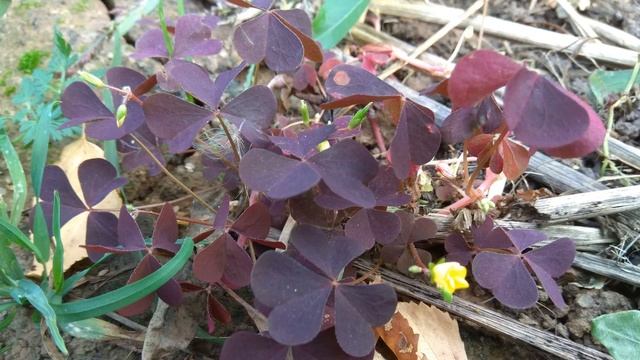 Айболит Корней Чуковский смотреть онлайн