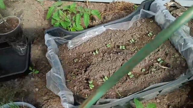 29.04.23. Тюменская область, высадила томаты. смотреть онлайн