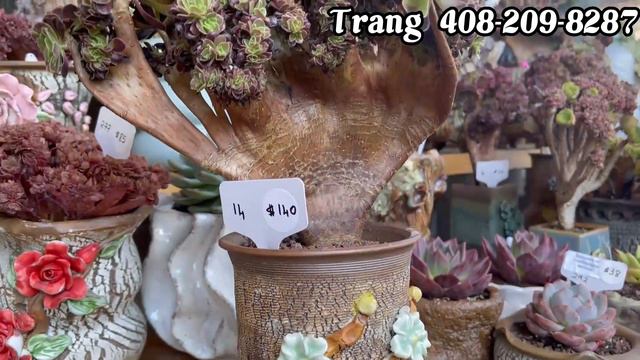 Korean succulents for sale 7/18/2023 ( sen đá Hàn) смотреть онлайн
