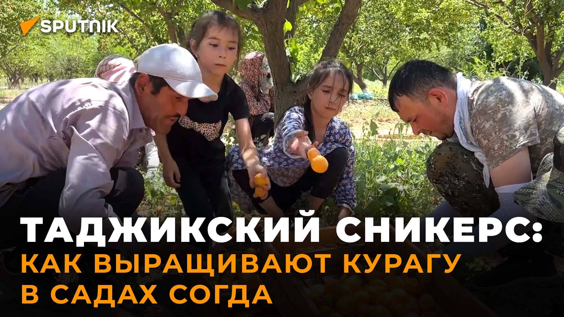 Согдийские абрикосы: как выращивают и куда импортируют главный фрукт страны? смотреть онлайн