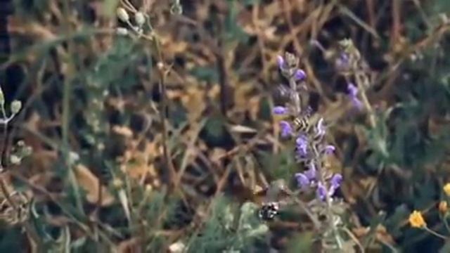 Мечты-нектар-колибри-кал смотреть онлайн