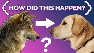 Where Dogs REALLY Came From смотреть онлайн