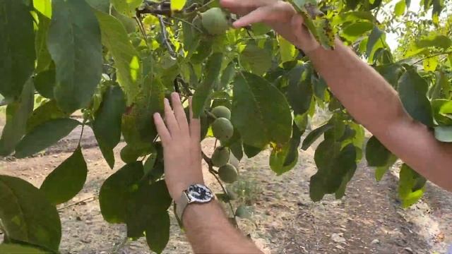 Chandler Walnut Trees - 6 Years Old