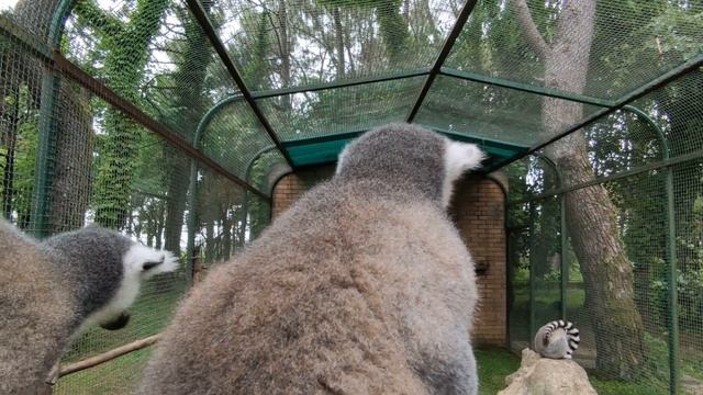 Восхитительный парк в Шекветили. Грузия. A delightful park in Shekvetili. Georgia. смотреть онлайн
