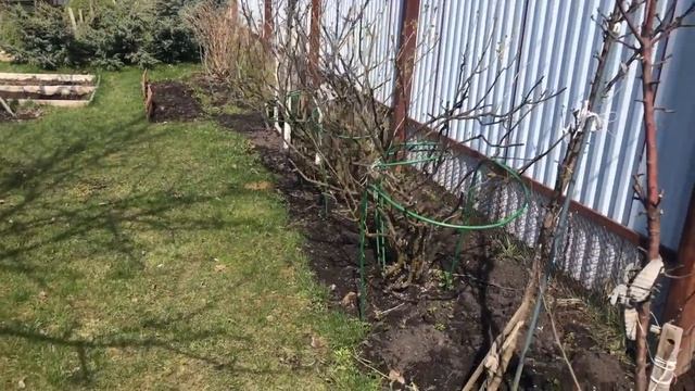 Моя любимая дача 21 апреля 2020. Опрыскиваю хвойные цирконом. Прогулка по саду.❤️ смотреть онлайн