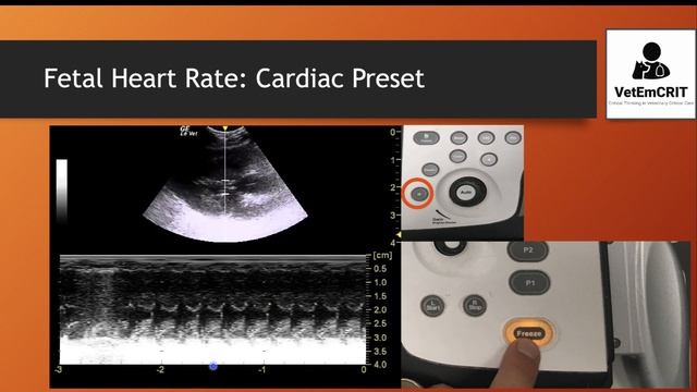 Fetal heart rate in M-mode (feline/canine ultrasound) смотреть онлайн