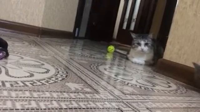 Котэ и кися смотреть онлайн