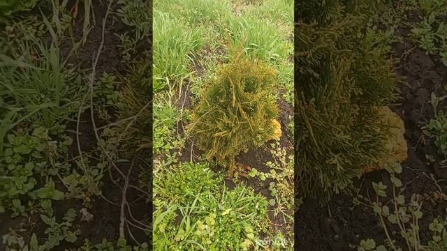 Зонирование участка. Личные наблюдения, личный опыт. смотреть онлайн