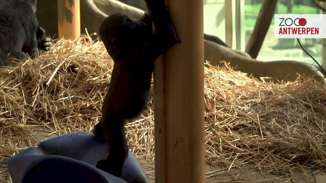 Gorilla Thandie klautert naar haar drinken in ZOO Antwerpen смотреть онлайн