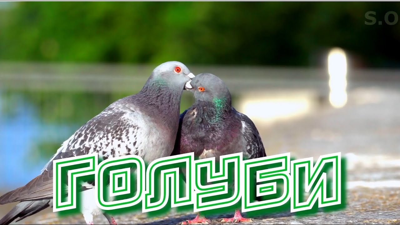 Невероятно красивая песня Сергей Одинцов - Голуби Новинка 2021 смотреть онлайн