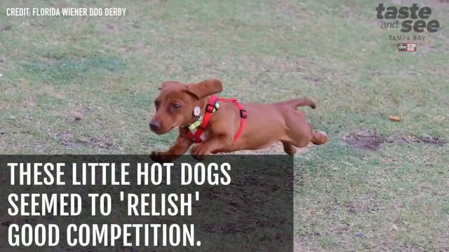Wiener dogs race their buns off for the 2017 Florida Wiener Dog Derby смотреть онлайн