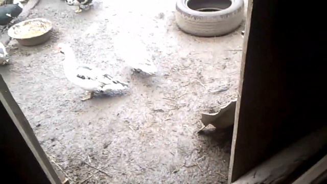 индоутка села на яйца! смотреть онлайн