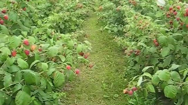 МАЛИНА ПОЛАНА , ЯГОДЫ В НАШЕМ САДУ смотреть онлайн