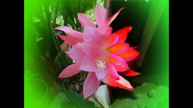 Эпифиллум -кактус-орхидея смотреть онлайн