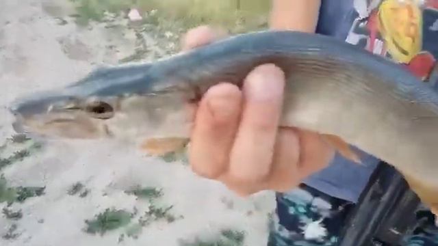 это мы поймали щюку на вертушку на удочку компания крокодил 2.10 метров а другая 4.00 метров смотреть онлайн