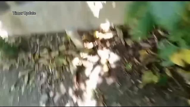 Kaer Kona Feto Ho Mane Tahek Malu,Ikus Mane Ne Haloot Nia Manu Depois Halai Husik Hela Feto Ne Mesa смотреть онлайн