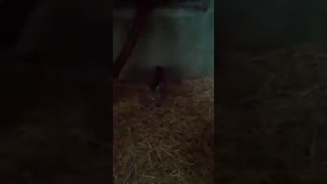 Котёнок красной канадской рыси. смотреть онлайн