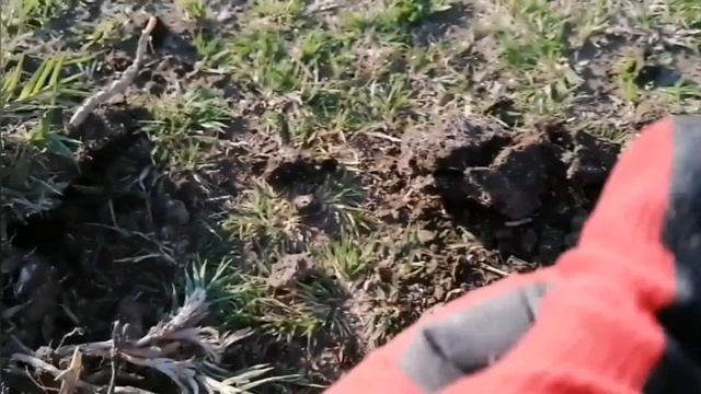 Коп в Астраханских степях (видео снималось в мае) смотреть онлайн