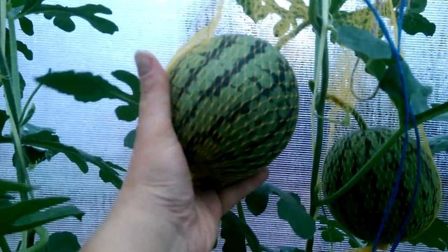 Оставила 2 арбуза на одной плети... Результат! смотреть онлайн