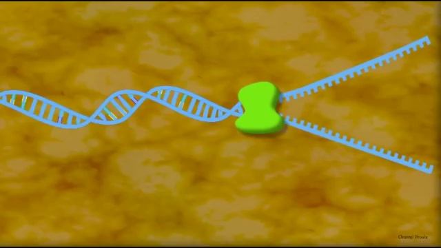 Réplication de l'ADN смотреть онлайн